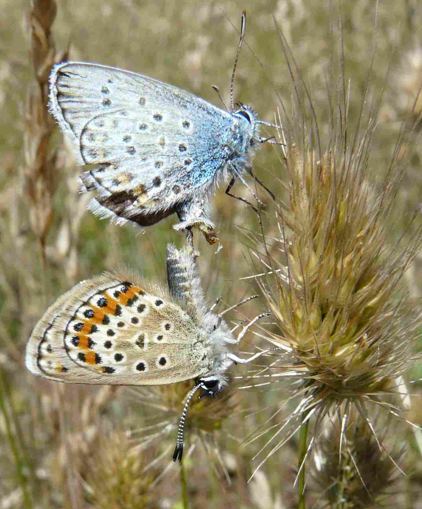 Coppia di plebejus argus?